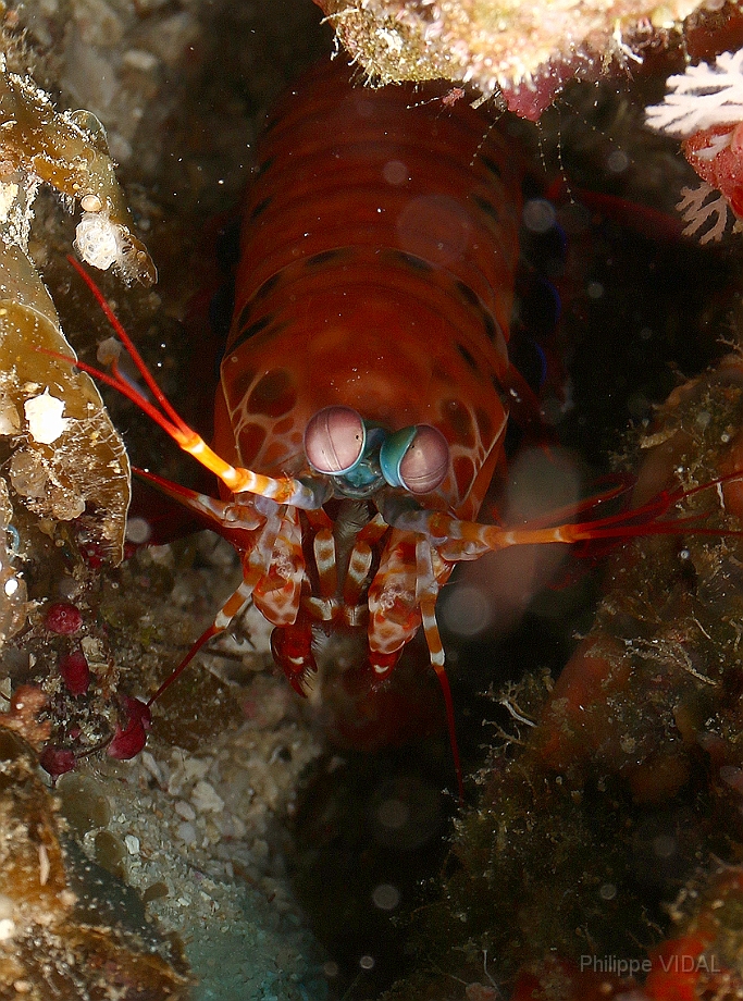 Raja Ampat 2016 - Odontodactylus scyllarus - Peacock Mantis - Squille multicolore - IMG_5383_rc.jpg